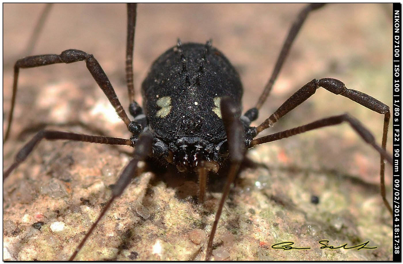 Histricostoma argenteolunulatum, Nemastomidae